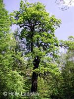 Naučná stezka KOTVICE